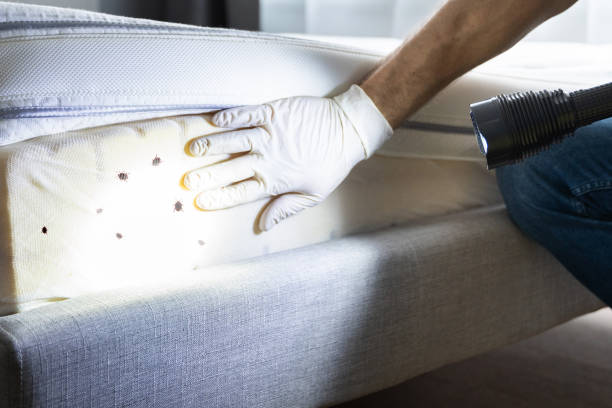 Best Flea Control Services  in Warrenton, MO