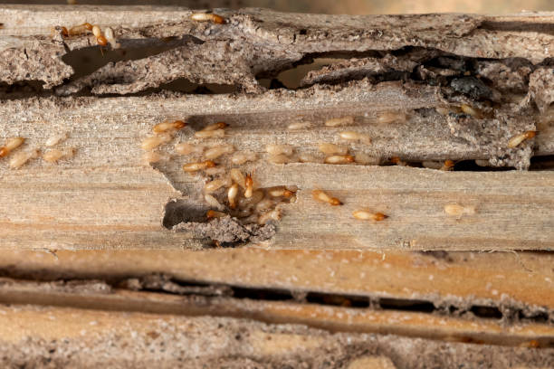 Best Best Pest Control Companies  in Warrenton, MO